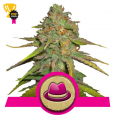 O.G. Kush - Royal Queen Seeds
